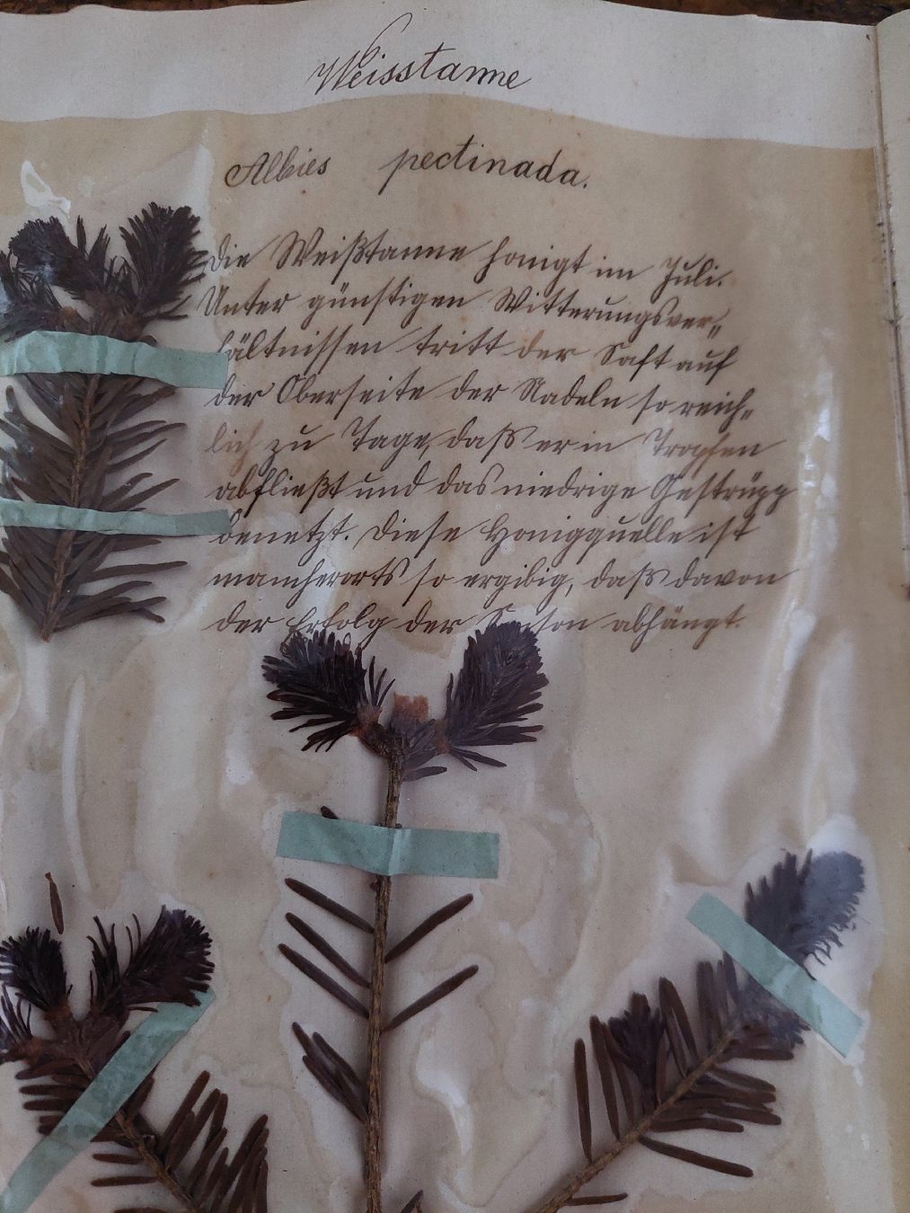 Libri: Herbarium um 1920-1930 – Usato da Hünibach venduto da Raggamuffjn 3