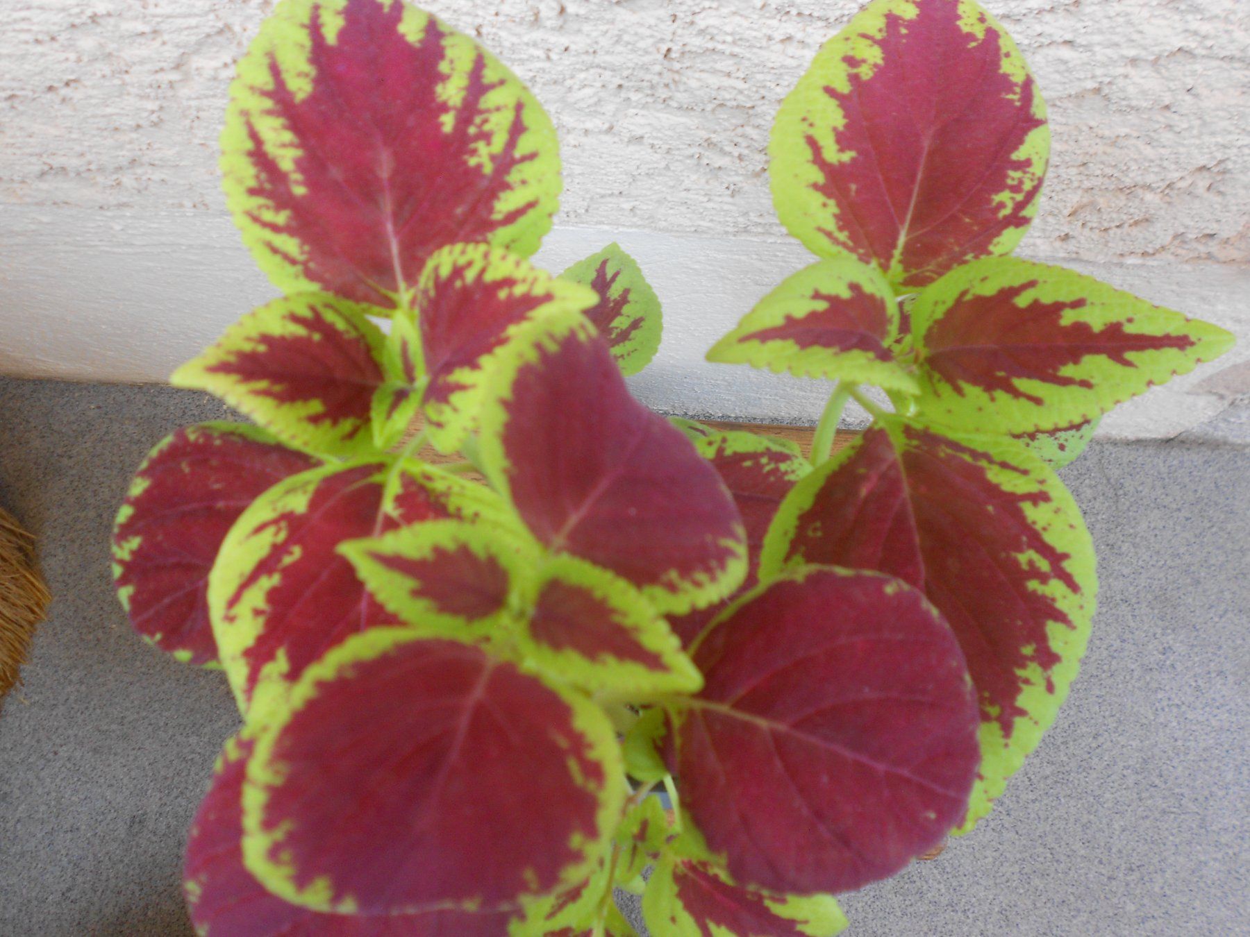 Plantes & graines: Buntnessel (Plectranthus scutellarioides) – Neuf (Voir description) à Zollikofen par Flavabana 1