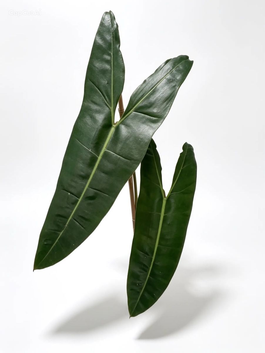 Pflanzen & Samen: Philodendron Billietiae (XL) – Gebraucht aus Eglisau von Plantwithjoy 1