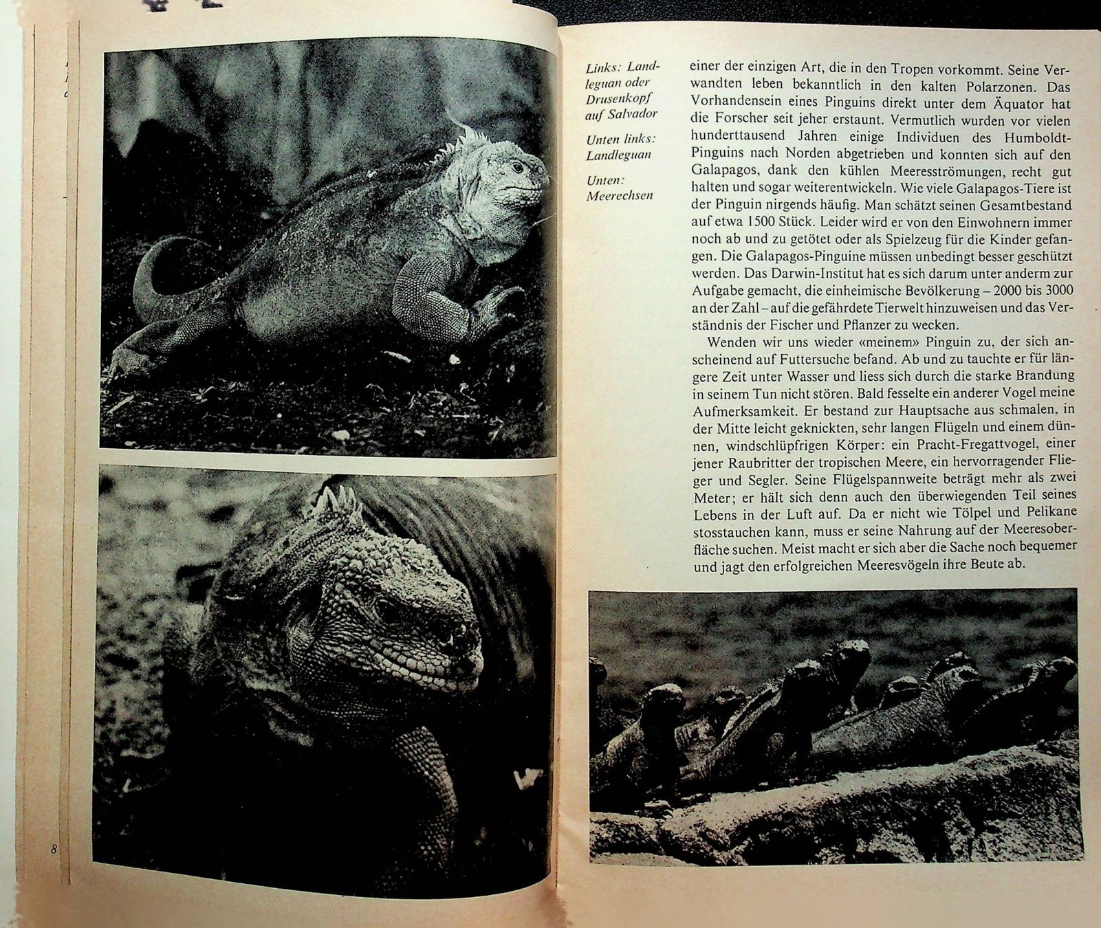 Libri: SJW 1219 Willi Dolder  Galapagos  EA 1973 – Usato da Reitnau venduto da Zaomir 5
