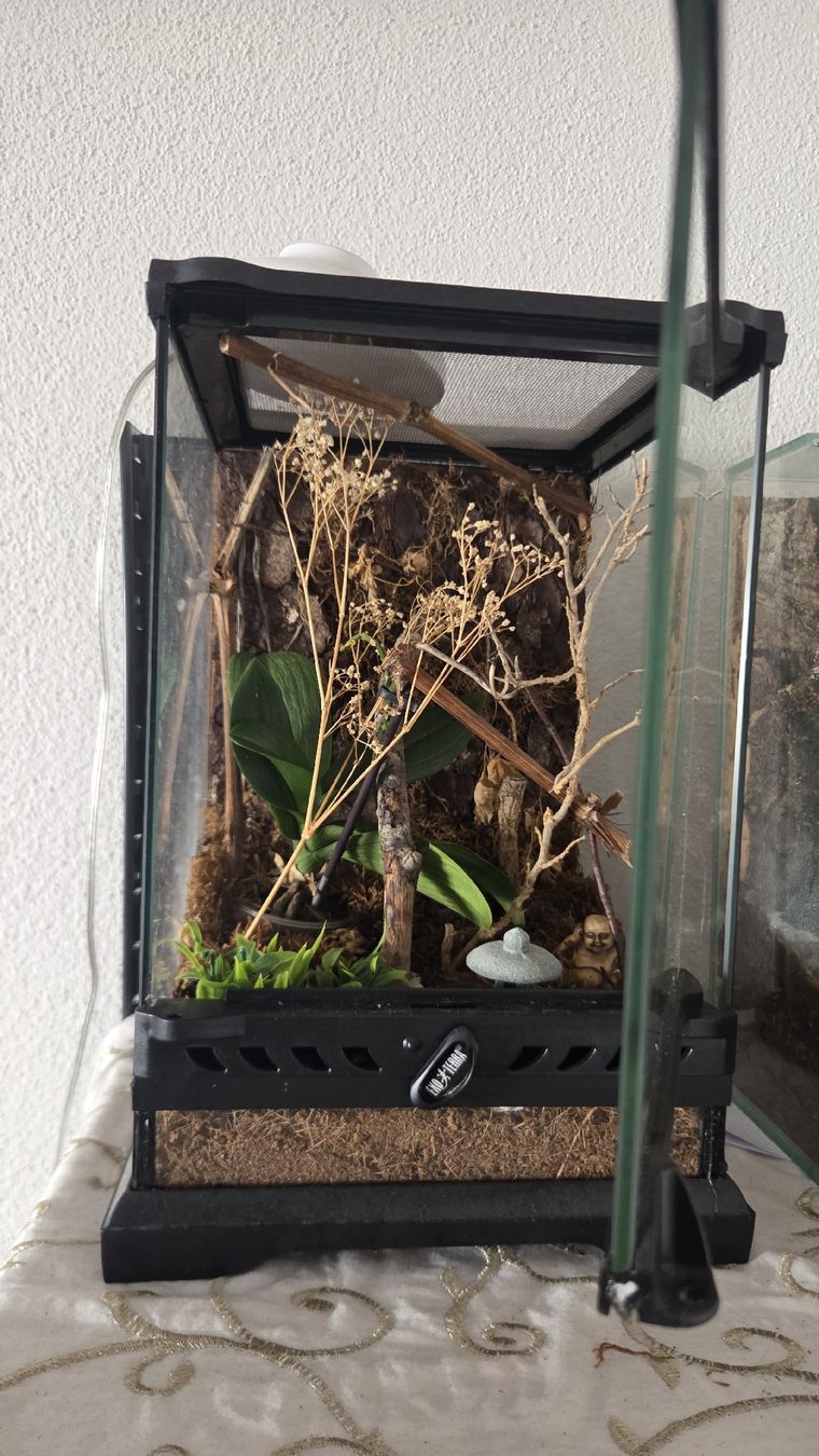 Exo terra Terrarium: terrarium 20x20x30 – Gebraucht aus Wollerau von flitzi88 1