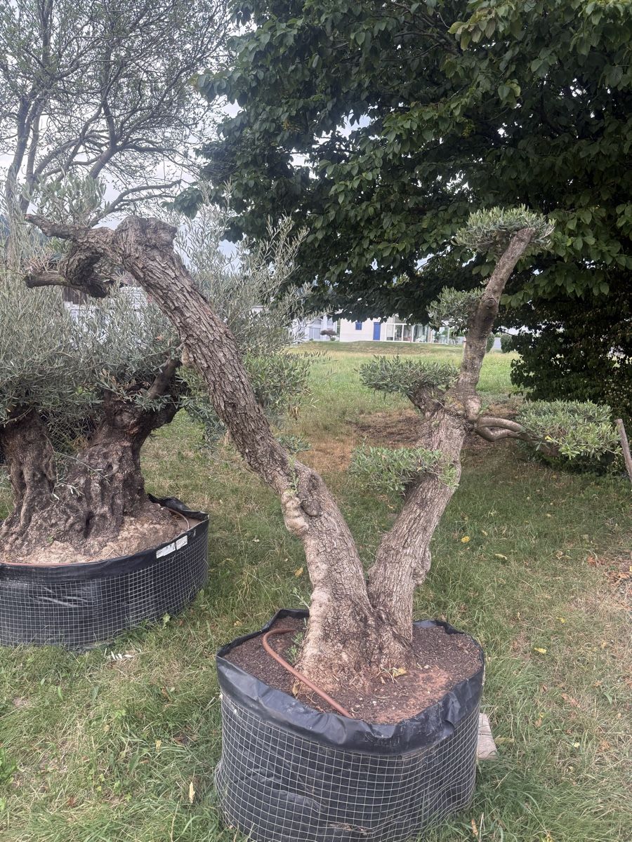 Plantes & graines: Oliven Bonsai – Neuf avec emballage d'origine à Uznach par lut_rnx5