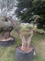 Oliven Bonsai