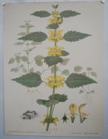 ⭐Schulwandbild Nr. 109 Goldnessel von Marta Seitz Sonderprei