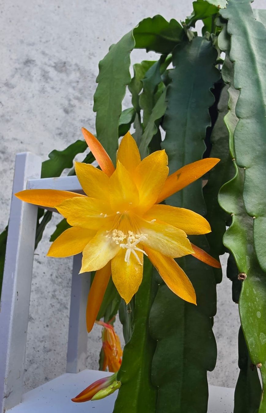 Piante & sementi: Epiphyllum 'Massimo' Ableger – Nuovo (secondo la descrizione) da St.Erhard venduto da Plumilandschweiz