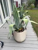 2 Grosse Agaven in Steinguttopf