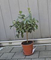 Limettenbaum Aurantilfolia für Garten/Balkon