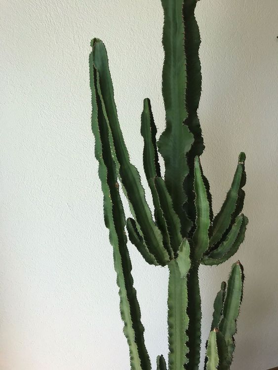 Grosser Kaktus  Kaufen auf Ricardo