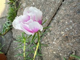 Tessiner grossblütiger weissrosa Portulac!