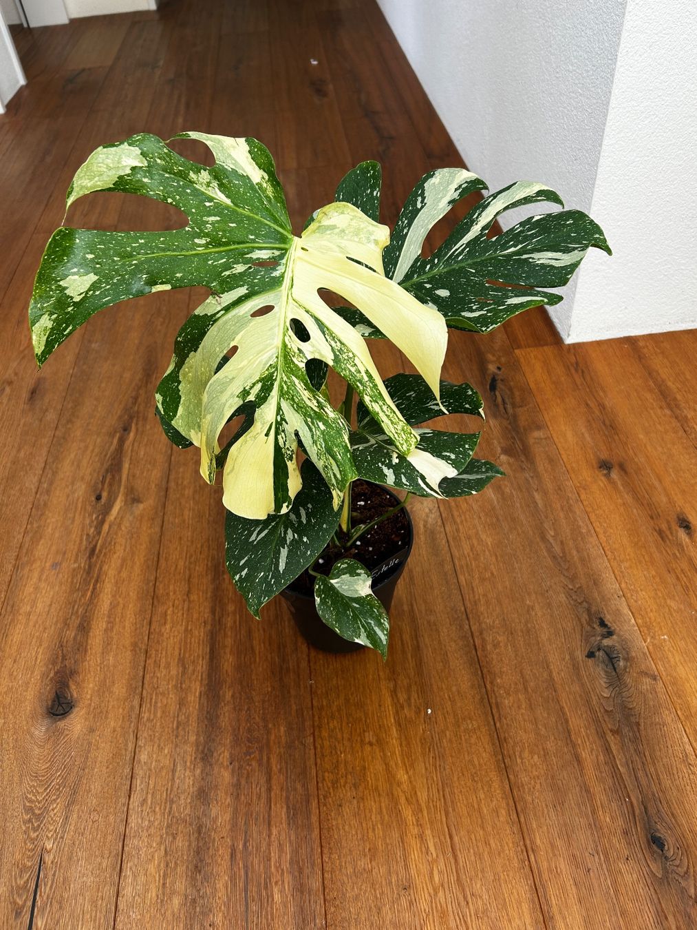 Pflanzen & Samen: Monstera Thai Constellation💚 – Gebraucht aus Wattwil von Mikesplantshop 2
