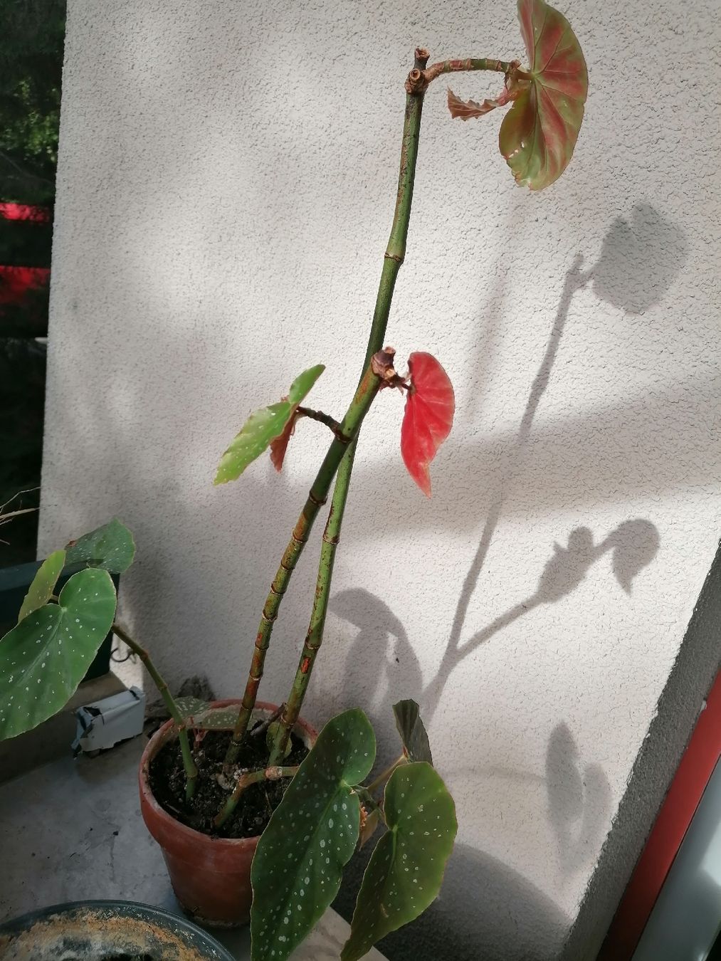 Piante & sementi: Begonia de colección – Usato da Le Mont-Pèlerin venduto da dundun1