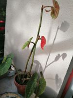 Begonia de colección 