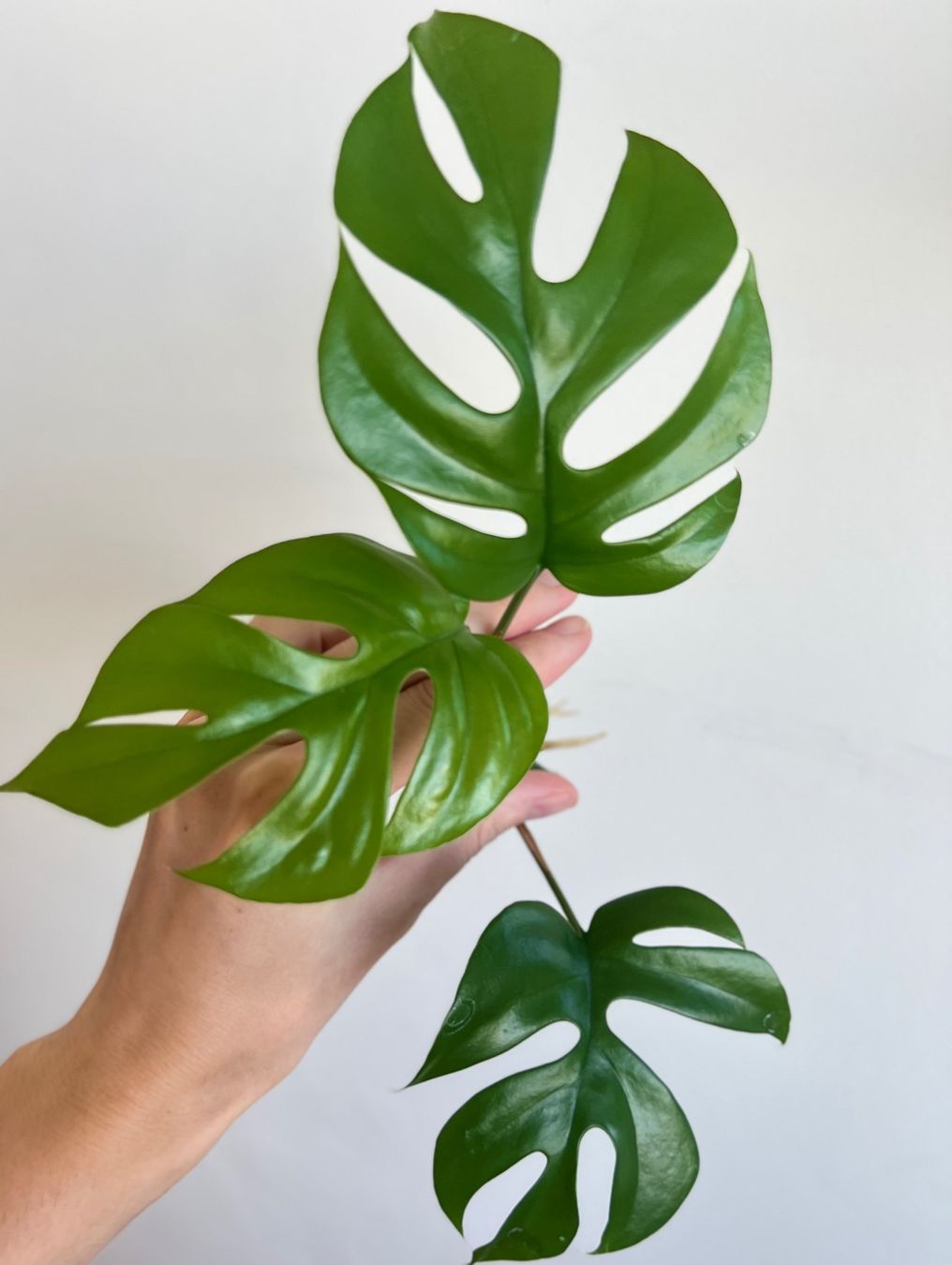 Piante & sementi: Monstera minima Kopfsteckling😍 – Usato da Glattpark(Opfikon) venduto da ste_n99y 3