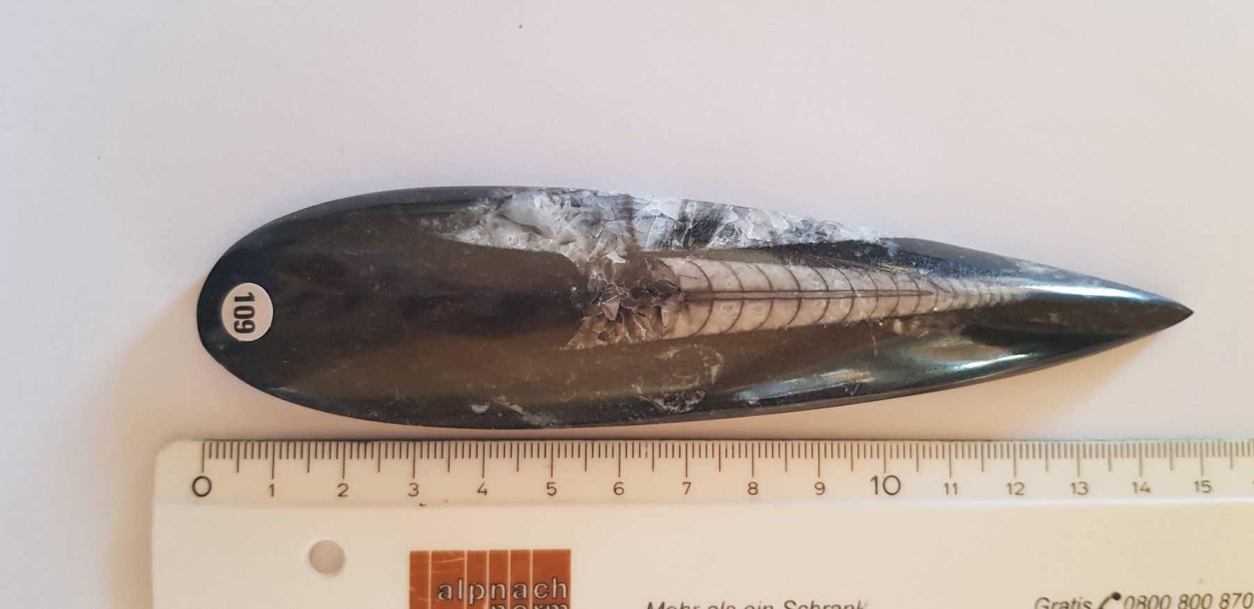 Fossili: Orthoceras  Nr 109 – Nuovo (secondo la descrizione) da Schwanden-Brienz venduto da Testudo06