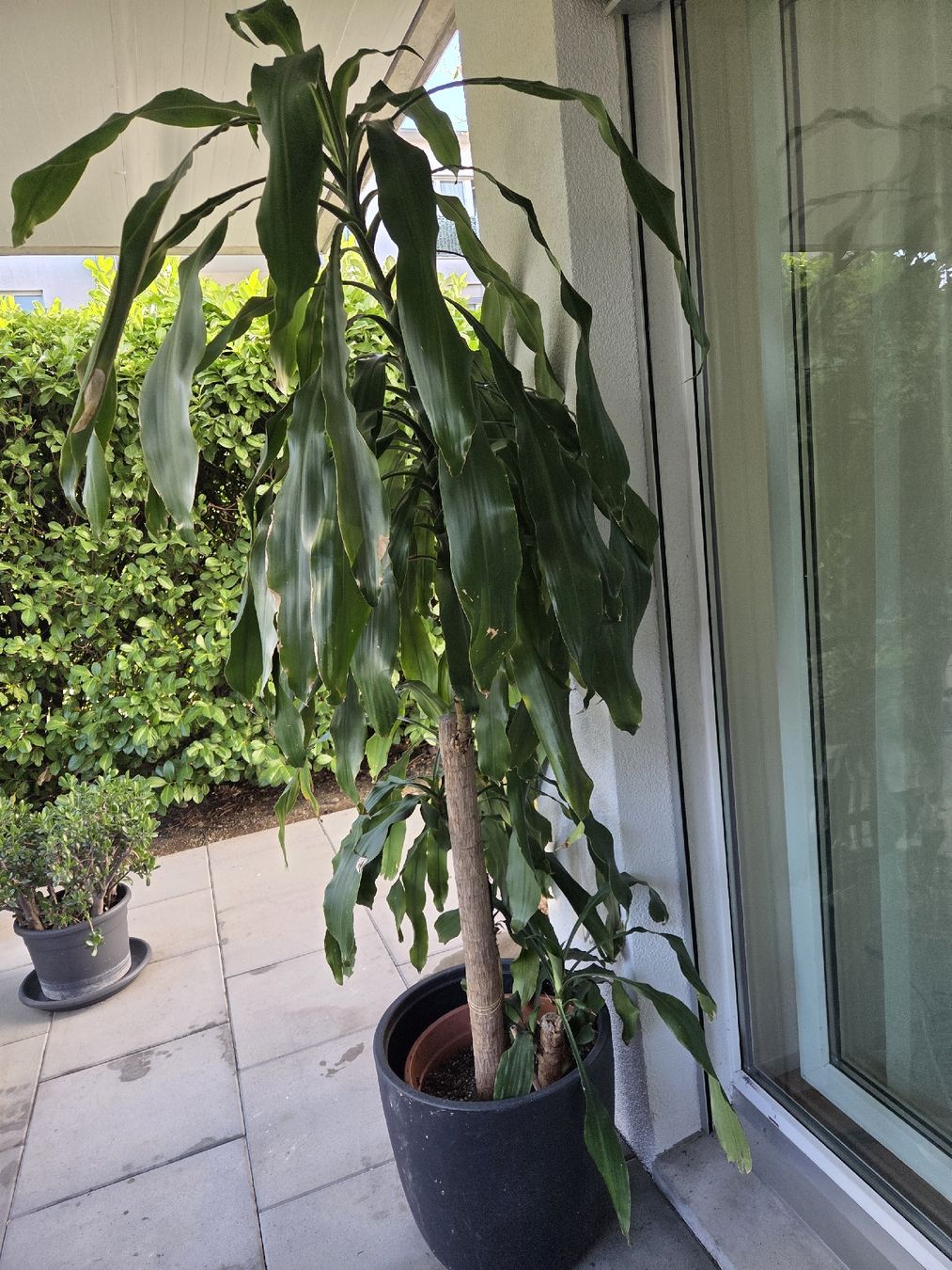 Plantes & graines: 210 cm hoher Drachenbaum mit Topf – D'occasion à Bassersdorf par Lara049 1