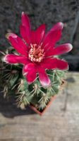 1 Kaktus Gymnocalycium Baldianum hybr. Blüte rot