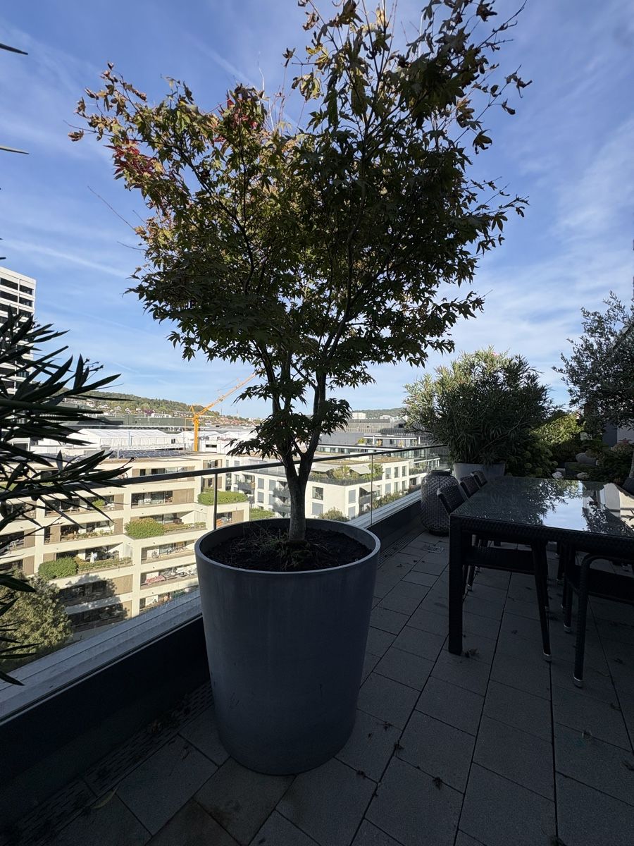 Pflanzen & Samen: Grosser Fächerahorn mit Topf  – Gebraucht aus Zürich von seb_8rsb 5