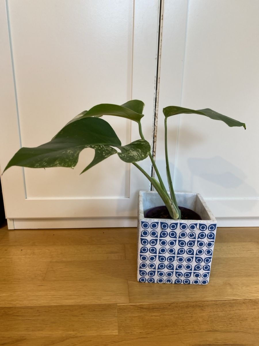 Plantes & graines: Monstera borsigiana variegata – D'occasion à Zürich par sim_hly6 2