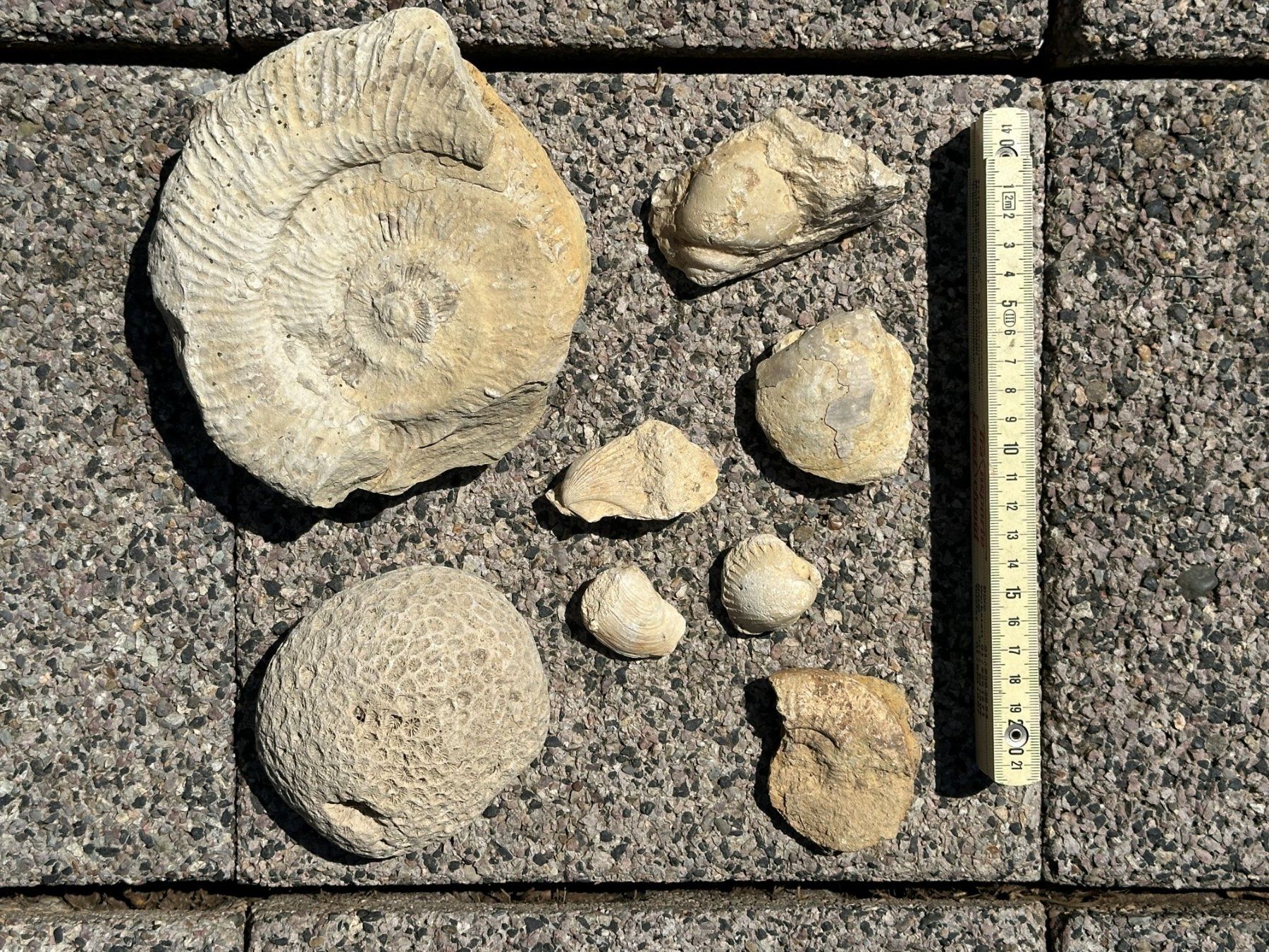 Fossilien: Fossilien, Versteinerungen – Gebraucht aus Neudorf von ManuelaCornelia 3