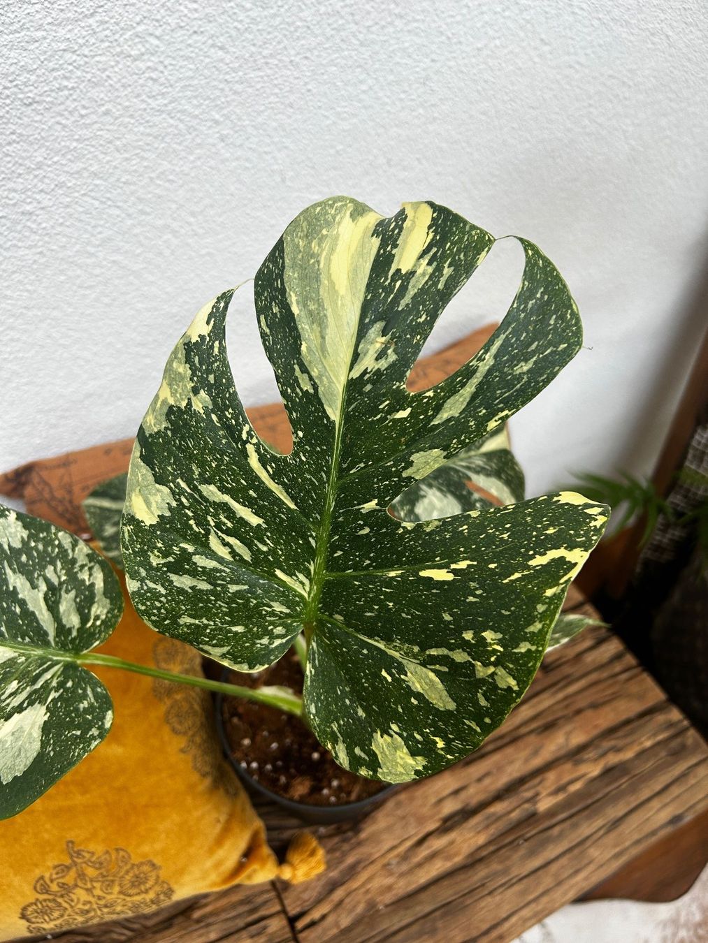 Piante & sementi: Monstera Thai Constellation💚 – Usato da Wattwil venduto da Mikesplantshop 3