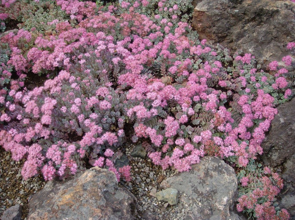 Piante & sementi: HYLOTELEPHIUM CAUTICOLA - KLIPPENSTEINPFEFFER – Nuovo (secondo la descrizione) da Buchs AG venduto da fischli610 3