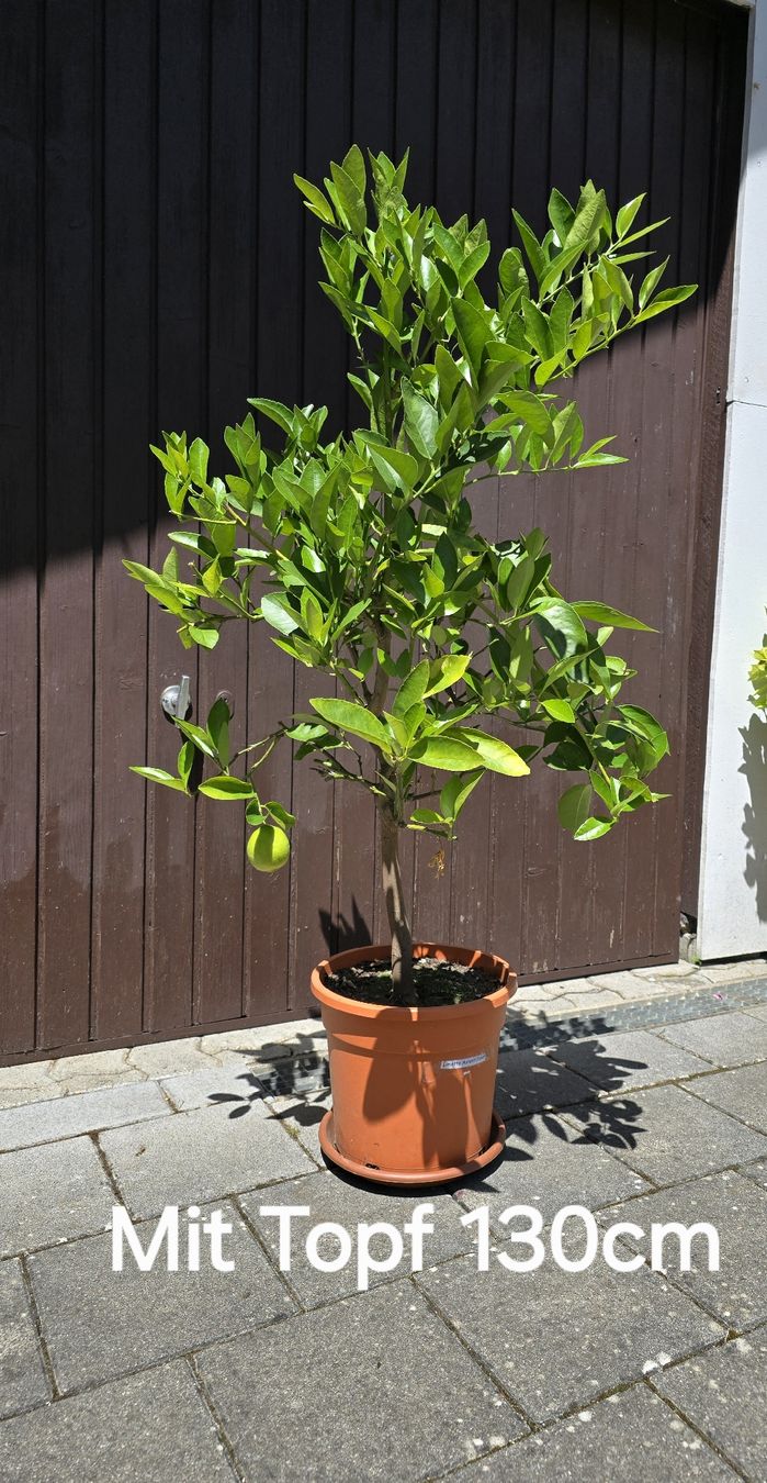 Piante & sementi: Limettenbaum (Echte Limette / Citrus aurantifolia). – Usato da Aarburg venduto da popkorn65
