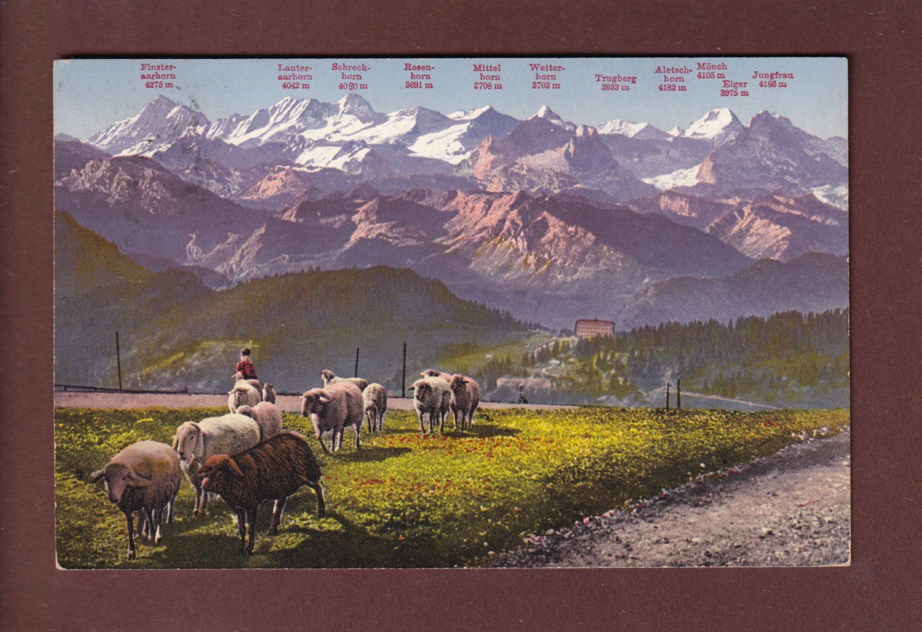 Cartoline postali: RIGI-KULM - Schafherde - 1919 – Usato da Pully venduto da nicecards