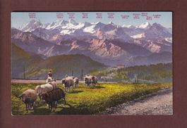 RIGI-KULM - Schafherde - 1919