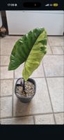 Alocasia Black Stem Variegata - Rhizom🌱