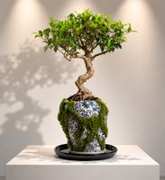 Eroded Vase Ficus Bonsai (Alive Art) 