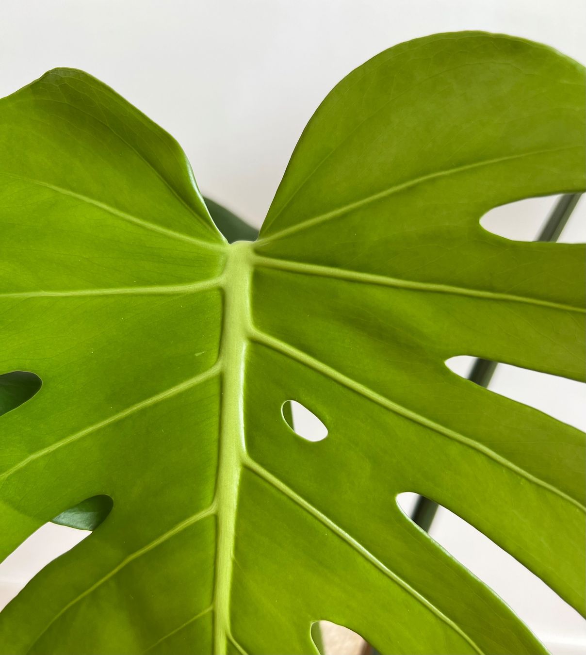 Piante & sementi: Monstera Deliciosa🤩 – Usato da Glattpark(Opfikon) venduto da ste_n99y 4