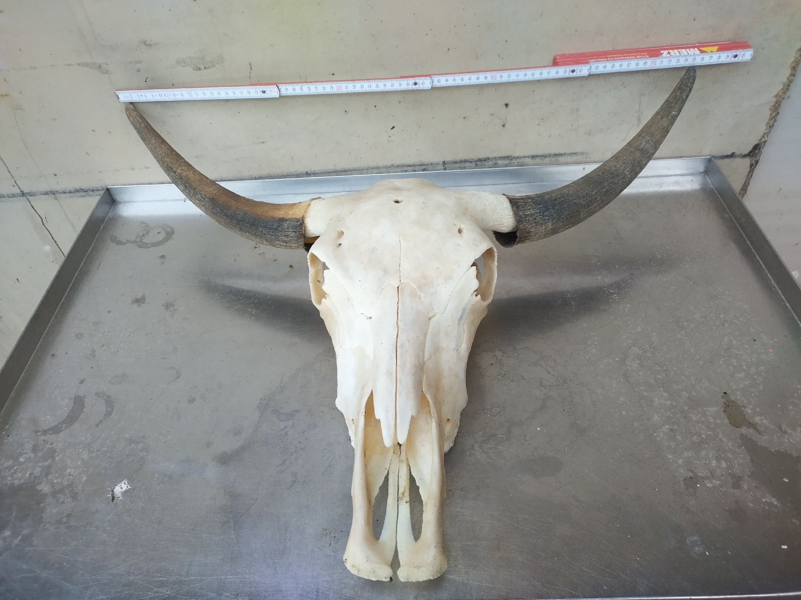 Il mondo degli animali: Yak Schädel – Usato da Wettingen venduto da Bwalti