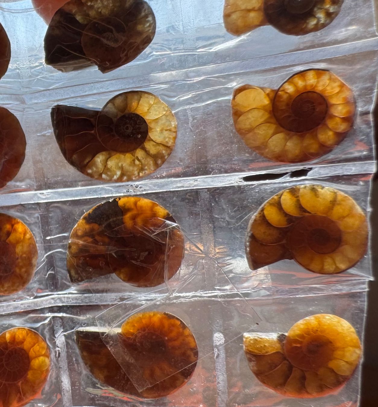Fossili: Ammoniten   - 10 Paar winzig! top poliert - Geschenk-Idee – Nuovo e nell'imballaggio originale da Leuggern venduto da gemshow 5
