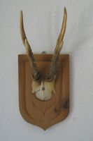 Rehbock-Krickel