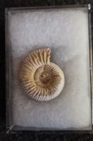 Fossile d'Ammonite Authentique - Découverte Préhistorique