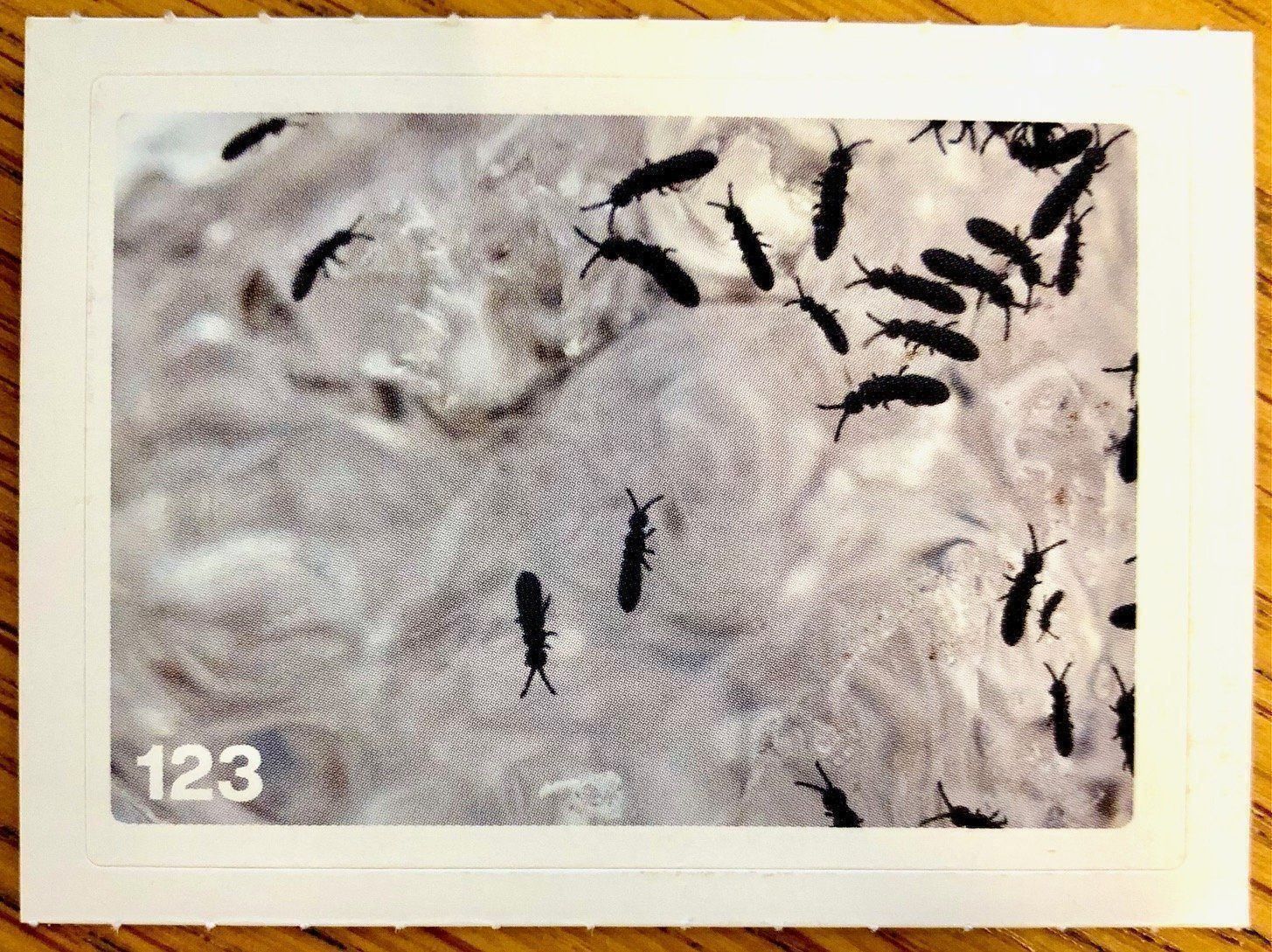 Migros Sammelbilder & Trading cards: Migros Nature Detectives - Bild Nr. 123 – Neu (gemäss Beschreibung) aus Oberrieden von Zimmerberg10