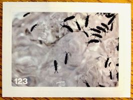 Migros Nature Detectives - Bild Nr. 123