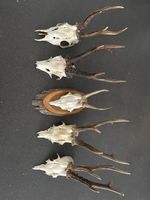 5 Geweihe