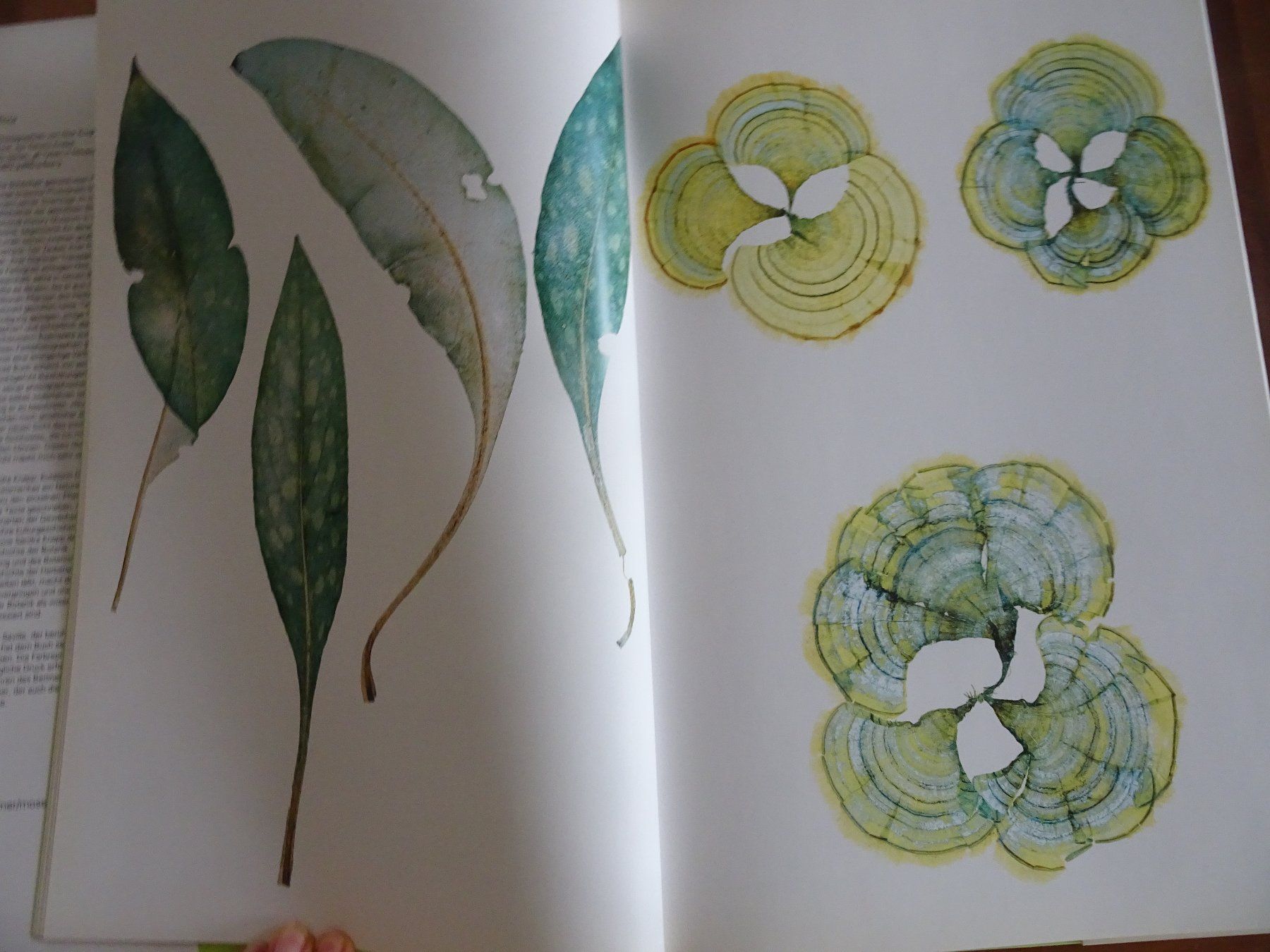 Libri: Nick Knight, FLORA – Usato da männedorf venduto da purzelchen 5