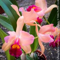 Cattleya Orchidee mit Lachsorange-Magenta Blüten
