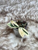 Hoya Lyi ‚Prism‘ 🦄✨