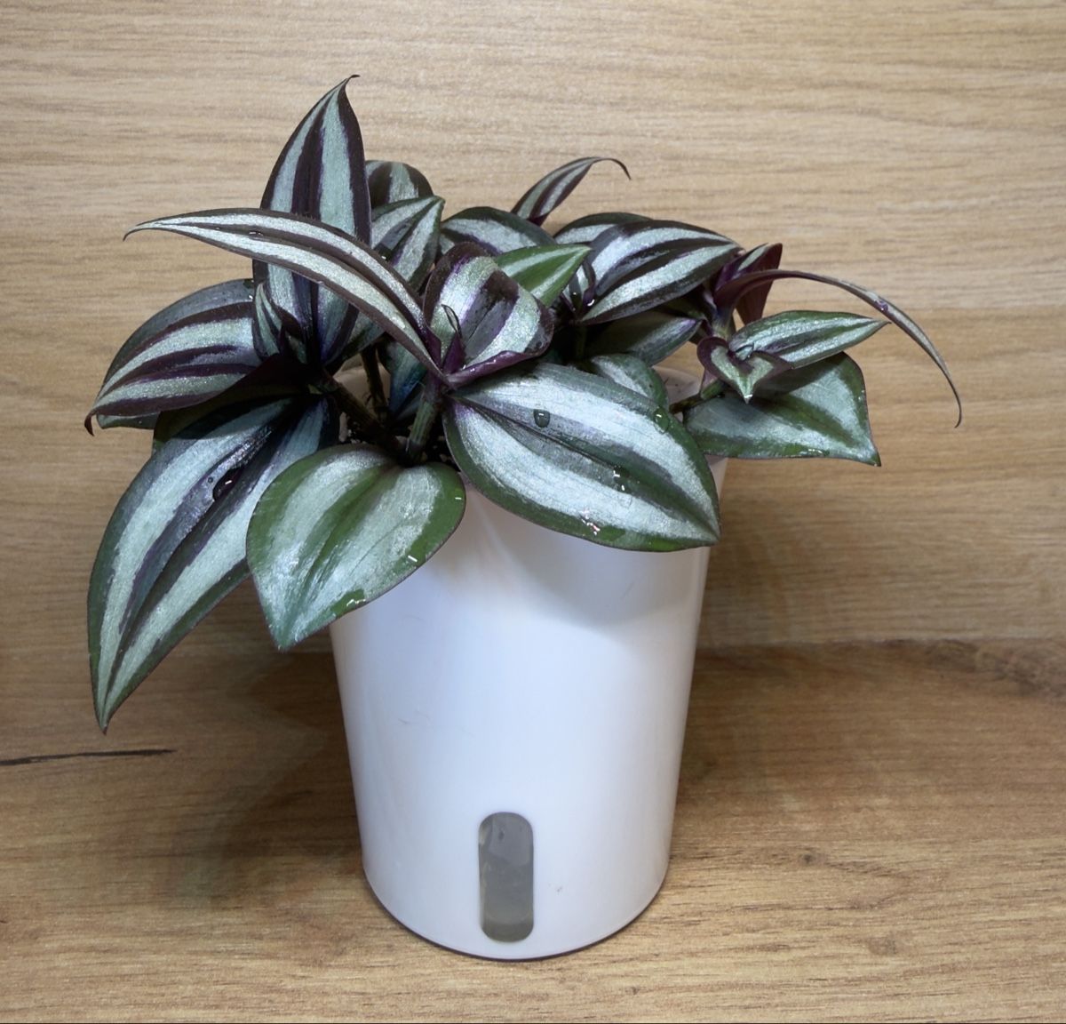 Piante & sementi: Tradescantia Zebrina  – Nuovo e nell'imballaggio originale da Basel venduto da tamy90 1