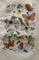 handkolorierter Stahlstich 1843 - Schmetterlinge