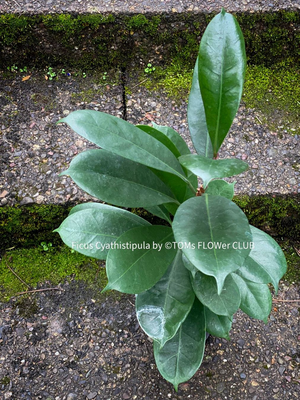 Pflanzen & Samen: Ficus Cyathistipula - afrikanischer Feigenbaum - 70-90cm – Neu und originalverpackt aus Adliswil von TAKEYOURPLANT 1