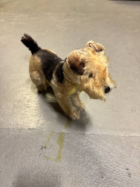 Steiff Giocattoli: Steiff Fox Terrier von ca 1947 – Usato da Kaiseraugst venduto da mengster 1