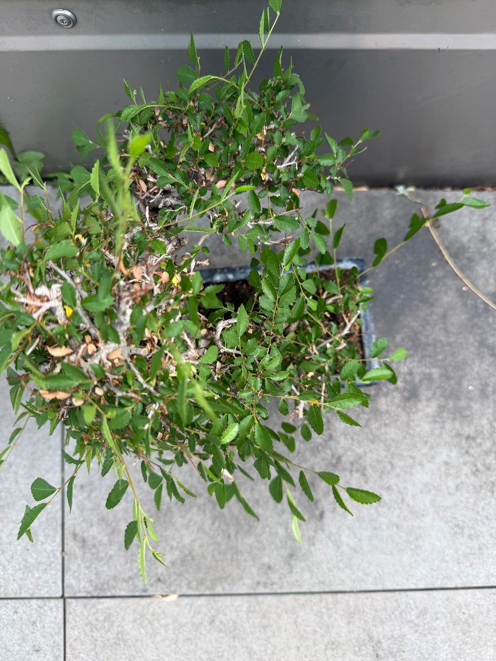 Piante & sementi: Bonsai Chinesische Ulme – Usato da Ennetbaden venduto da miboo 3