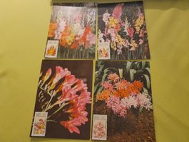 4 cartes postales de fleurs d'Afrique du Sud vintage