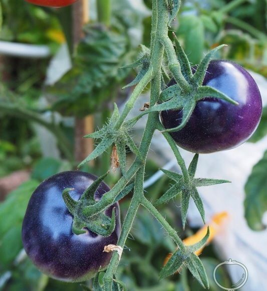 Pflanzen & Samen: 10 SAMEN Tomaten Précoce BIO BOSQUE BLUE – Neu und originalverpackt aus Rovio von POSITIFFARTandPLANTS 6