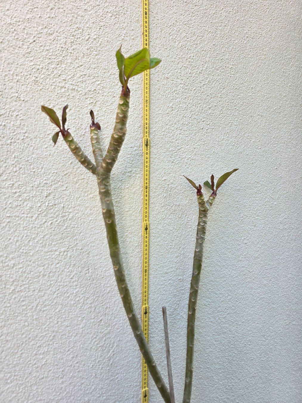 Piante & sementi: Plumeria rubra "Kimo" / Frangipani lachsorange – Nuovo (secondo la descrizione) da Thalheim venduto da silvara01 2