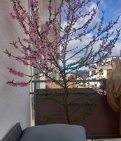 Merendella Obstbaum (kreuizung Pfirsich+Apfel aus Calabrien)